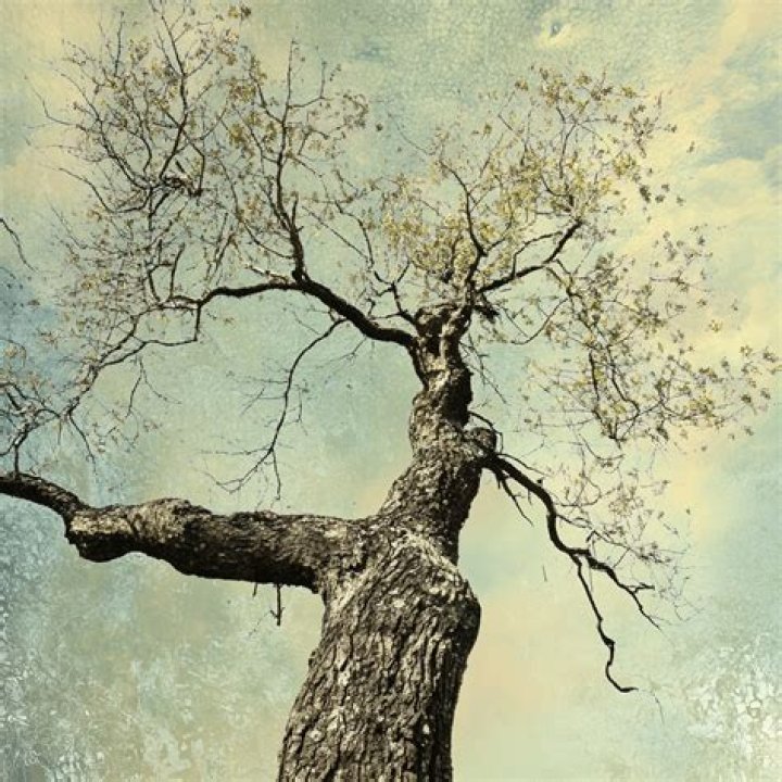 Unraveling The Tree Paine Age
